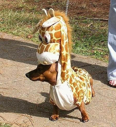 giraffe_dog.jpg