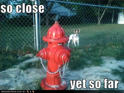 funny-dog-pictures-close-far.jpg
