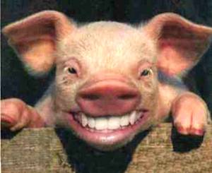 Happy pig!.jpg